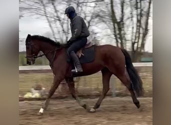 Altri purosangue, Giumenta, 5 Anni, 170 cm, Baio