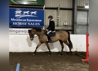 Altri purosangue Mix, Giumenta, 6 Anni, 168 cm, Baio