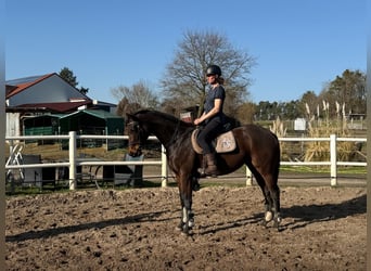 Altri purosangue, Giumenta, 7 Anni, 164 cm, Baio