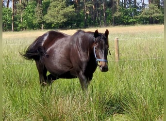 Altri purosangue, Giumenta, 8 Anni, 155 cm, Baio nero
