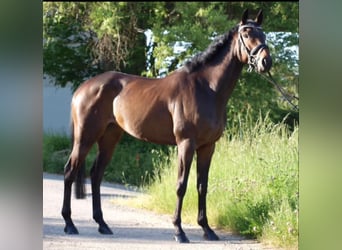 Altri purosangue, Giumenta, 8 Anni, 163 cm, Baio