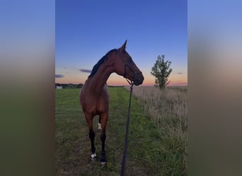 Altri purosangue, Giumenta, 8 Anni, 170 cm, Baio