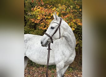 Altri purosangue, Giumenta, 9 Anni, 163 cm, Grigio