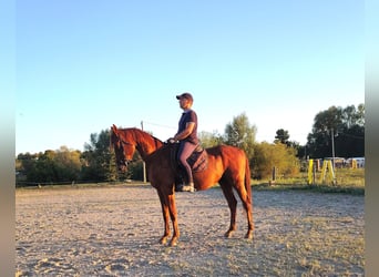 Altri purosangue, Stallone, 9 Anni, 163 cm, Sauro