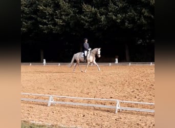 Ambitionierte Reiterin sucht Dressurpferd/-pony