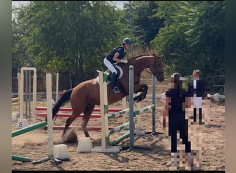 Ambitionierte Reiterin sucht Reitbeteiligung/ Pferd zur Verfügung mit Turnierambitionen