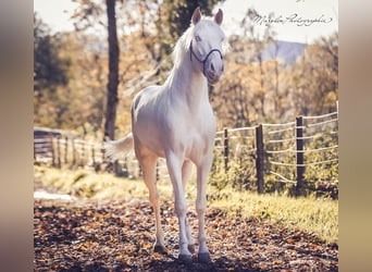 American Albino Horse, Hengst, 3 Jaar, 156 cm, Cremello