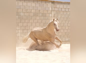 American Albino Horse, Hengst, 3 Jaar, 170 cm, Cremello