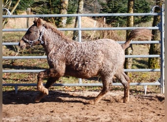 American Albino Horse, Merrie, 3 Jaar, 130 cm, Roan-Red