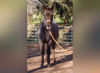 American Albino Horse, Merrie, 3 Jaar, 130 cm, Roan-Red