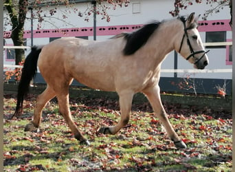 American Albino Horse Mix, Merrie, 7 Jaar, 155 cm, Falbe