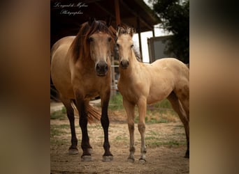 American Albino Horse, Merrie, Veulen (05/2025), Falbe