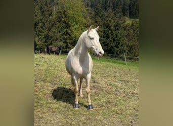 American Albino Horse Mix, Ruin, 12 Jaar, 160 cm, Champagne