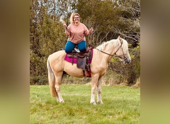 American Albino Horse, Ruin, 3 Jaar, 165 cm, Cremello