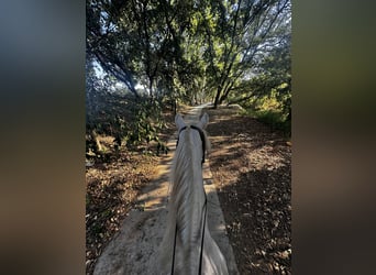 American Albino Horse, Ruin, 4 Jaar, 160 cm, Cremello