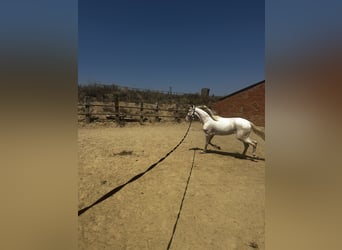 American Albino Horse, Ruin, 4 Jaar, 160 cm, Cremello