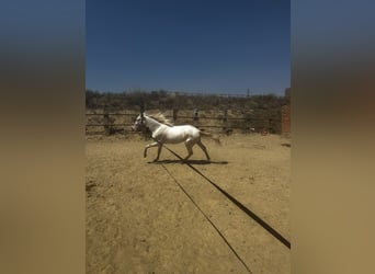 Creme Horse, Wallach, 4 Jahre, 160 cm, Cremello