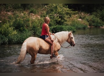 Creme Horse, Wallach, 5 Jahre, 147 cm, Palomino