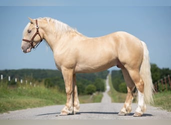 Creme Horse, Wallach, 5 Jahre, 147 cm, Palomino