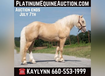 American Albino Horse, Ruin, 5 Jaar, Palomino