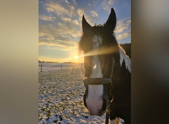 American Drum Horse, Castrone, 19 Anni, 170 cm, Pezzato