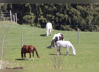 American Drum Horse, Castrone, 19 Anni, 170 cm, Pezzato