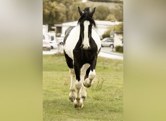 American Drum Horse, Castrone, 2 Anni, 170 cm, Pezzato