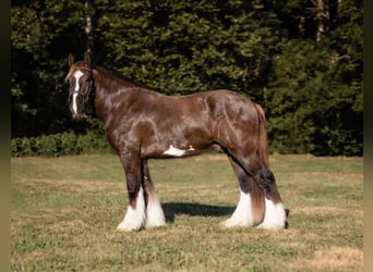 American Drum Horse, Castrone, 4 Anni, 163 cm, Baio nero