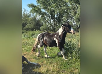 American Drum Horse Mix, Castrone, 4 Anni, 174 cm, Pezzato