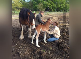 American Drum Horse, Castrone, 5 Anni, 162 cm, Baio