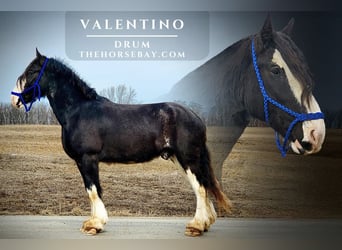 American Drum Horse, Castrone, 5 Anni, 173 cm, Morello