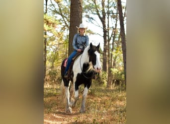American Drum Horse, Castrone, 6 Anni, 173 cm
