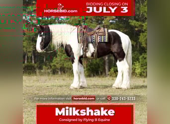 American Drum Horse, Castrone, 6 Anni, 173 cm