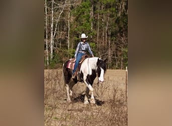 American Drum Horse, Castrone, 6 Anni, 173 cm