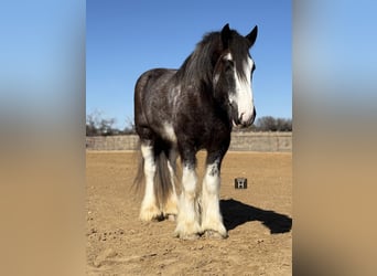 American Drum Horse, Castrone, 6 Anni, 183 cm, Sabino