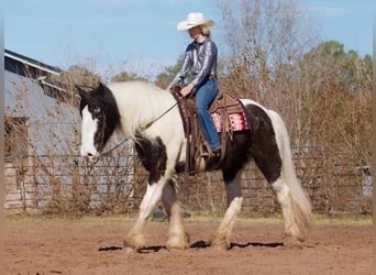 American Drum Horse, Castrone, 7 Anni, 173 cm