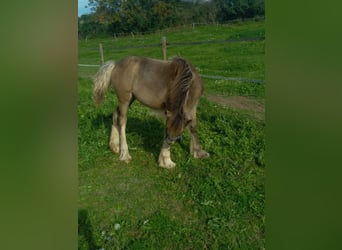 American Drum Horse, Giumenta, 1 Anno, Falbo