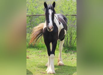American Drum Horse, Giumenta, 2 Anni, 163 cm, Tobiano-tutti i colori