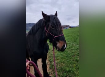 American Drum Horse, Giumenta, 3 Anni, 175 cm, Morello