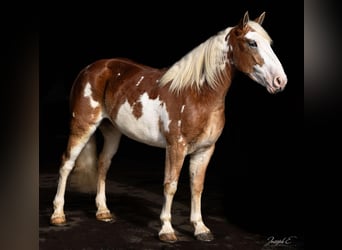 American Drum Horse, Giumenta, 4 Anni, 163 cm, Sauro scuro