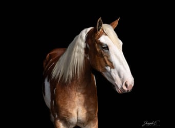 American Drum Horse, Giumenta, 4 Anni, 163 cm, Sauro scuro