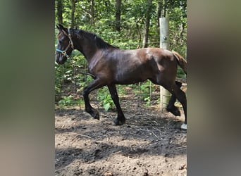 American Drum Horse Mix, Giumenta, Puledri (04/2026), Sauro scuro