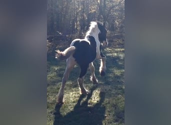 American Drum Horse, Stallone, 1 Anno, 143 cm