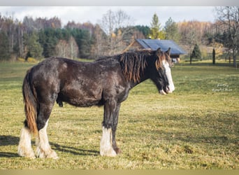 American Drum Horse, Stallone, 1 Anno, 170 cm, Morello