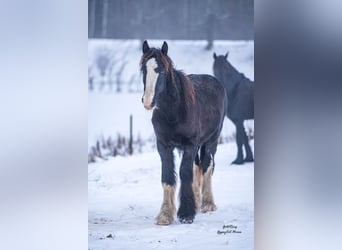 American Drum Horse, Stallone, 2 Anni, Morello