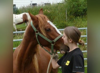 American Indian Horse, Castrone, 2 Anni, 150 cm, Sauro