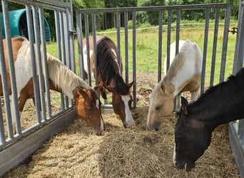 American Indian Horse, Castrone, 3 Anni, 152 cm, Pezzato