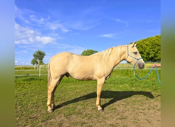 American Indian Horse, Castrone, 3 Anni, 156 cm, Dunalino