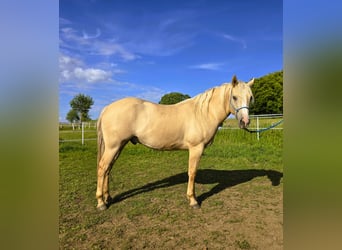 American Indian Horse, Castrone, 3 Anni, 156 cm, Dunalino