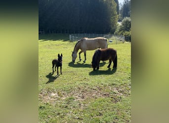 American Indian Horse, Castrone, 8 Anni, 156 cm, Falbo